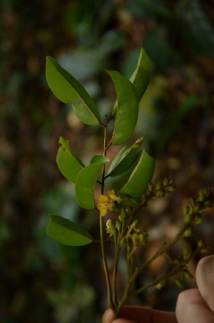  (Pterocarpus soyauxii - BRLU-EB0419)  @11 [ ] CreativeCommons - Attribution Non-Commercial Share-Alike (2013) Unspecified Herbarium de l'Université Libre de Bruxelles