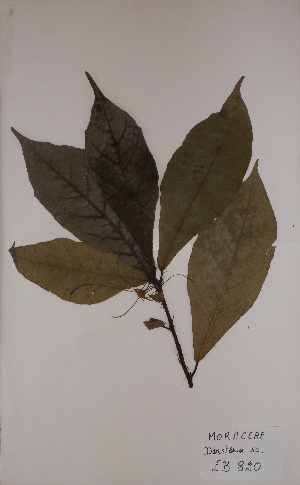  (Dorstenia sp - BRLU-EB0820)  @11 [ ] CreativeCommons - Attribution Non-Commercial Share-Alike (2013) Unspecified Herbarium de l'Université Libre de Bruxelles