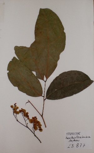  (Neochevalierodendron stephanii - BRLU-EB0877)  @11 [ ] CreativeCommons - Attribution Non-Commercial Share-Alike (2013) Unspecified Herbarium de l'Université Libre de Bruxelles