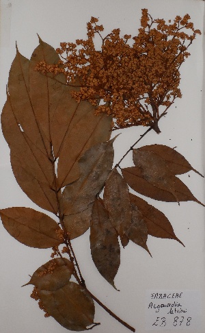  (Augouardia - BRLU-EB0878)  @11 [ ] CreativeCommons - Attribution Non-Commercial Share-Alike (2013) Unspecified Herbarium de l'Université Libre de Bruxelles