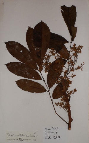  ( - BRLU-EB0929)  @11 [ ] CreativeCommons - Attribution Non-Commercial Share-Alike (2013) Unspecified Herbarium de l'Université Libre de Bruxelles