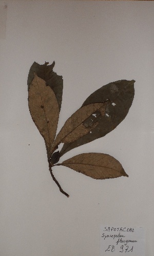 (Synsepalum fleuryanum - BRLU-EB0971)  @11 [ ] CreativeCommons - Attribution Non-Commercial Share-Alike (2013) Unspecified Herbarium de l'Université Libre de Bruxelles