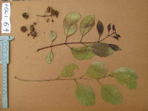  (Syzygium guineense var. guineense - FOLI064)  @11 [ ] CreativeCommons - Attribution Non-Commercial Share-Alike (2013) Unspecified Herbarium de l'Université Libre de Bruxelles