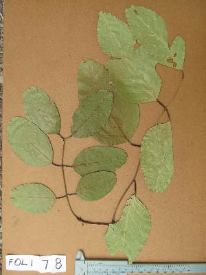  (Isoberlinia tomentosa - FOLI078)  @11 [ ] CreativeCommons - Attribution Non-Commercial Share-Alike (2013) Unspecified Herbarium de l'Université Libre de Bruxelles