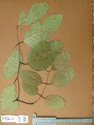  (Isoberlinia tomentosa - FOLI078)  @11 [ ] CreativeCommons - Attribution Non-Commercial Share-Alike (2013) Unspecified Herbarium de l'Université Libre de Bruxelles