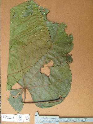  ( - FOLI080)  @11 [ ] CreativeCommons - Attribution Non-Commercial Share-Alike (2013) Unspecified Herbarium de l'Université Libre de Bruxelles