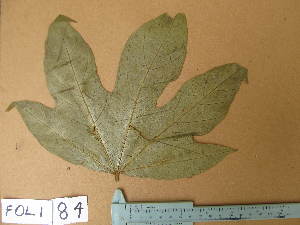  (Cola cordifolia - FOLI084)  @11 [ ] CreativeCommons - Attribution Non-Commercial Share-Alike (2013) Unspecified Herbarium de l'Université Libre de Bruxelles