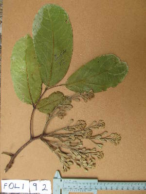  ( - FOLI092)  @11 [ ] CreativeCommons - Attribution Non-Commercial Share-Alike (2013) Unspecified Herbarium de l'Université Libre de Bruxelles