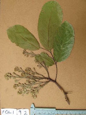  ( - FOLI092)  @11 [ ] CreativeCommons - Attribution Non-Commercial Share-Alike (2013) Unspecified Herbarium de l'Université Libre de Bruxelles