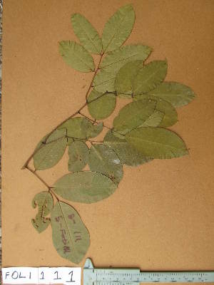  ( - FOLI111)  @11 [ ] CreativeCommons - Attribution Non-Commercial Share-Alike (2013) Unspecified Herbarium de l'Université Libre de Bruxelles