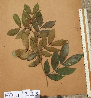  (Cynometra megalophylla - FOLI123)  @11 [ ] CreativeCommons - Attribution Non-Commercial Share-Alike (2013) Unspecified Herbarium de l'Université Libre de Bruxelles