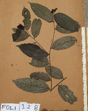  ( - FOLI128)  @11 [ ] CreativeCommons - Attribution Non-Commercial Share-Alike (2013) Unspecified Herbarium de l'Université Libre de Bruxelles