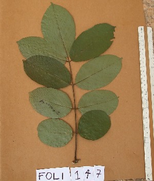  (Lonchocarpus sericeus - FOLI147)  @11 [ ] CreativeCommons - Attribution Non-Commercial Share-Alike (2013) Unspecified Herbarium de l'Université Libre de Bruxelles