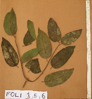  ( - FOLI156)  @11 [ ] CreativeCommons - Attribution Non-Commercial Share-Alike (2013) Unspecified Herbarium de l'Université Libre de Bruxelles