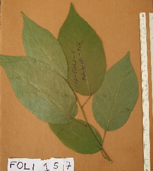  ( - FOLI157)  @11 [ ] CreativeCommons - Attribution Non-Commercial Share-Alike (2013) Unspecified Herbarium de l'Université Libre de Bruxelles