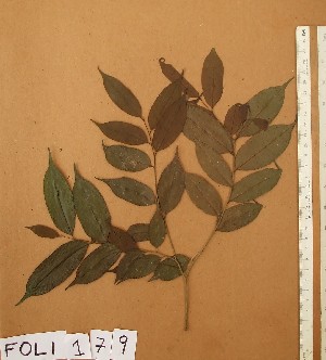  (Drypetes aubrevillei - FOLI179)  @11 [ ] CreativeCommons - Attribution Non-Commercial Share-Alike (2013) Unspecified Herbarium de l'Université Libre de Bruxelles
