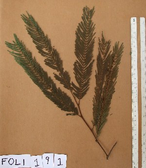  ( - FOLI191)  @11 [ ] CreativeCommons - Attribution Non-Commercial Share-Alike (2013) Unspecified Herbarium de l'Université Libre de Bruxelles