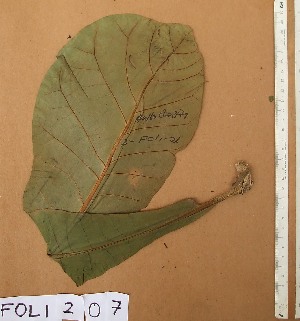  ( - FOLI207)  @11 [ ] CreativeCommons - Attribution Non-Commercial Share-Alike (2013) Unspecified Herbarium de l'Université Libre de Bruxelles