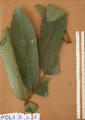  (Chytranthus cauliflorus - FOLI222)  @11 [ ] CreativeCommons - Attribution Non-Commercial Share-Alike (2013) Unspecified Herbarium de l'Université Libre de Bruxelles