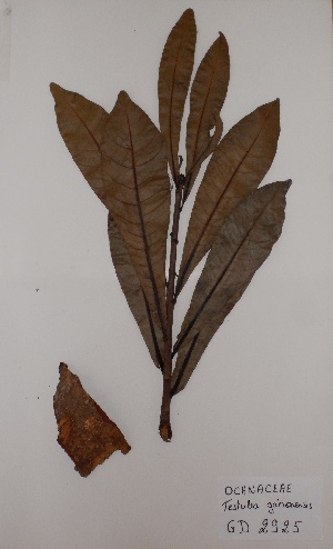  (Testulea gabonensis - BRLU-GD2925)  @11 [ ] CreativeCommons - Attribution Non-Commercial Share-Alike (2013) Unspecified Herbarium de l'Université Libre de Bruxelles