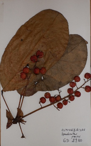  (Spondianthus - BRLU-GD2980)  @11 [ ] CreativeCommons - Attribution Non-Commercial Share-Alike (2013) Unspecified Herbarium de l'Université Libre de Bruxelles
