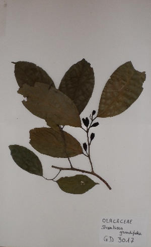  ( - BRLU-GD3017)  @11 [ ] CreativeCommons - Attribution Non-Commercial Share-Alike (2013) Unspecified Herbarium de l'Université Libre de Bruxelles