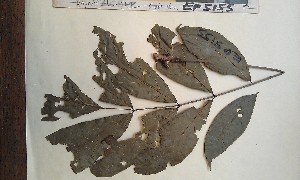  ( - FHO-EP5155)  @11 [ ] Copyright (2013) Unspecified University of Oxford, Department of Plant Sciences