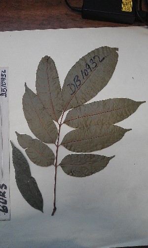  ( - FHO-DB10932)  @11 [ ] Copyright (2013) Unspecified University of Oxford, Department of Plant Sciences