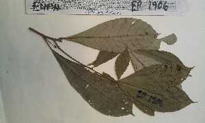  (Alchornea floribunda - FHO-EP1906)  @11 [ ] Copyright (2013) Unspecified University of Oxford, Department of Plant Sciences