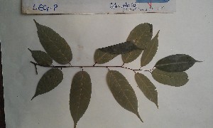  ( - FHO-PS3108)  @11 [ ] Copyright (2013) Unspecified University of Oxford, Department of Plant Sciences