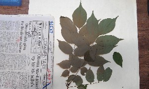  (Millettia pallens - FHO-EK3511)  @11 [ ] Copyright (2013) Unspecified University of Oxford, Department of Plant Sciences