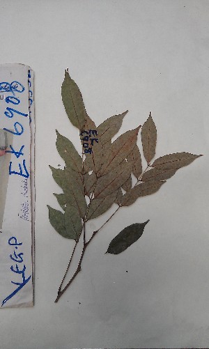  (Millettia rhodantha - FHO-EK6908)  @11 [ ] Copyright (2013) Unspecified University of Oxford, Department of Plant Sciences
