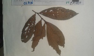  (Campylospermum congestum - FHO-PUTUEP1809)  @11 [ ] Copyright (2013) Unspecified University of Oxford, Department of Plant Sciences