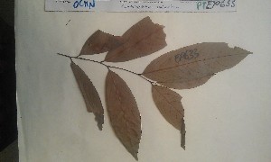  (Campylospermum glaberrimum - FHO-PUTUEP633)  @11 [ ] Copyright (2013) Unspecified University of Oxford, Department of Plant Sciences