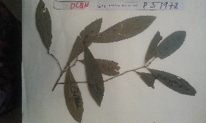  (Campylospermum reticulatum var. reticulatum - FHO-PS1972)  @11 [ ] Copyright (2013) Unspecified University of Oxford, Department of Plant Sciences