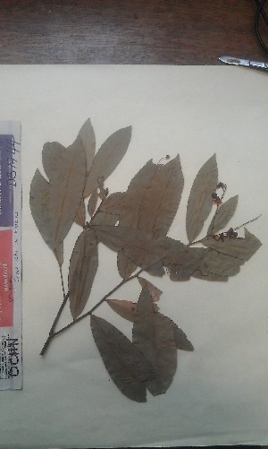  (Campylospermum reticulatum var. turnerae - FHO-DB1744)  @11 [ ] Copyright (2013) Unspecified University of Oxford, Department of Plant Sciences