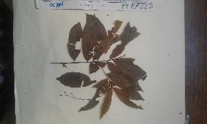  (Rhabdophyllum affine - FHO-PUTUEP225)  @11 [ ] Copyright (2013) Unspecified University of Oxford, Department of Plant Sciences