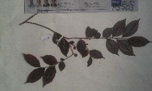  ( - FHO-PS503)  @11 [ ] Copyright (2013) Unspecified University of Oxford, Department of Plant Sciences
