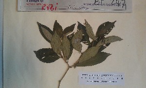  (Psychotria subobliqua - FHO-EP247)  @11 [ ] Copyright (2013) Unspecified University of Oxford, Department of Plant Sciences
