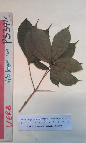 (Vitex ferruginea - FHO-PS3416)  @11 [ ] Copyright (2013) Unspecified University of Oxford, Department of Plant Sciences