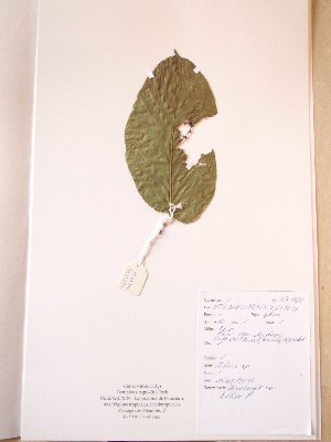  ( - BRLU-NB0480)  @11 [ ] CreativeCommons - Attribution Non-Commercial Share-Alike (2013) Unspecified Herbarium de l'Université Libre de Bruxelles