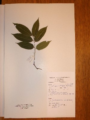  ( - BRLU-NB0488)  @11 [ ] CreativeCommons - Attribution Non-Commercial Share-Alike (2013) Unspecified Herbarium de l'Université Libre de Bruxelles