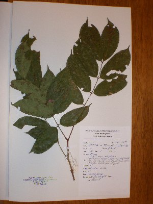  ( - BRLU-NB0489)  @11 [ ] CreativeCommons - Attribution Non-Commercial Share-Alike (2013) Unspecified Herbarium de l'Université Libre de Bruxelles
