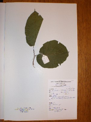  ( - BRLU-NB0490)  @11 [ ] CreativeCommons - Attribution Non-Commercial Share-Alike (2013) Unspecified Herbarium de l'Université Libre de Bruxelles