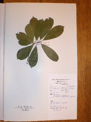  (Terminalia ivorensis - BRLU-NB0492)  @11 [ ] CreativeCommons - Attribution Non-Commercial Share-Alike (2013) Unspecified Herbarium de l'Université Libre de Bruxelles
