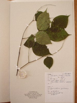  ( - BRLU-NB0498)  @11 [ ] CreativeCommons - Attribution Non-Commercial Share-Alike (2013) Unspecified Herbarium de l'Université Libre de Bruxelles