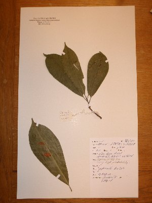  (Tieghemella - BRLU-NB0499)  @11 [ ] CreativeCommons - Attribution Non-Commercial Share-Alike (2013) Unspecified Herbarium de l'Université Libre de Bruxelles