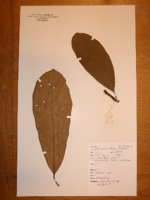  ( - BRLU-NB0501)  @11 [ ] CreativeCommons - Attribution Non-Commercial Share-Alike (2013) Unspecified Herbarium de l'Université Libre de Bruxelles