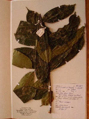  (Khaya ivorensis - BRLU-NB0504)  @11 [ ] CreativeCommons - Attribution Non-Commercial Share-Alike (2013) Unspecified Herbarium de l'Université Libre de Bruxelles