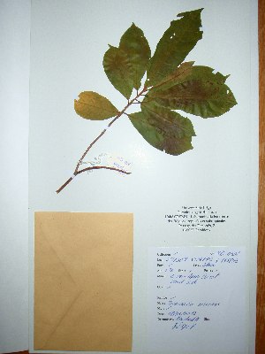  ( - BRLU-NB0506)  @11 [ ] CreativeCommons - Attribution Non-Commercial Share-Alike (2013) Unspecified Herbarium de l'Université Libre de Bruxelles